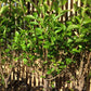 Bilde av Ligustrum ovafolium, 40-60cm, pr plante-Spanne Plantesalg