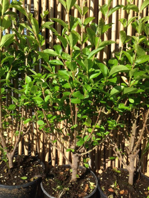Bilde av Ligustrum ovafolium, 40-60cm, pr plante-Spanne Plantesalg