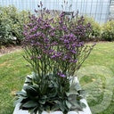 Bilde av Limonium Dazzle Rocks-Spanne Plantesalg