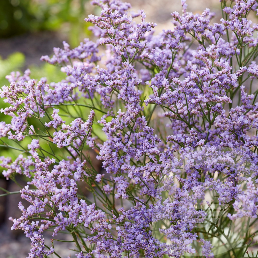 Bilde av Limonium Dazzle Rocks-Spanne Plantesalg