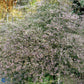 Bilde av Limonium latifolium-Spanne Plantesalg