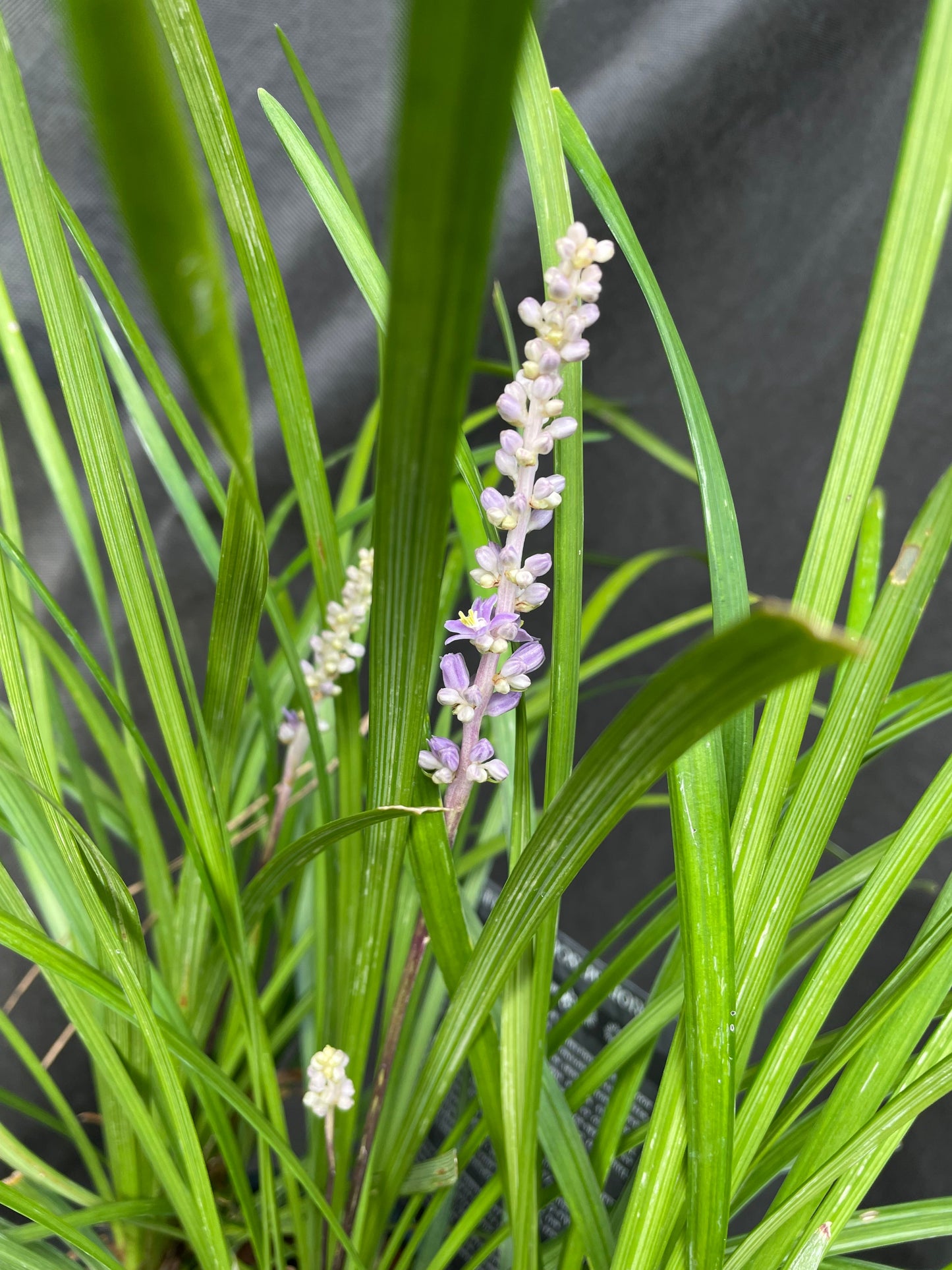 Bilde av Liriope musc. 'Big Blue'-Spanne Plantesalg