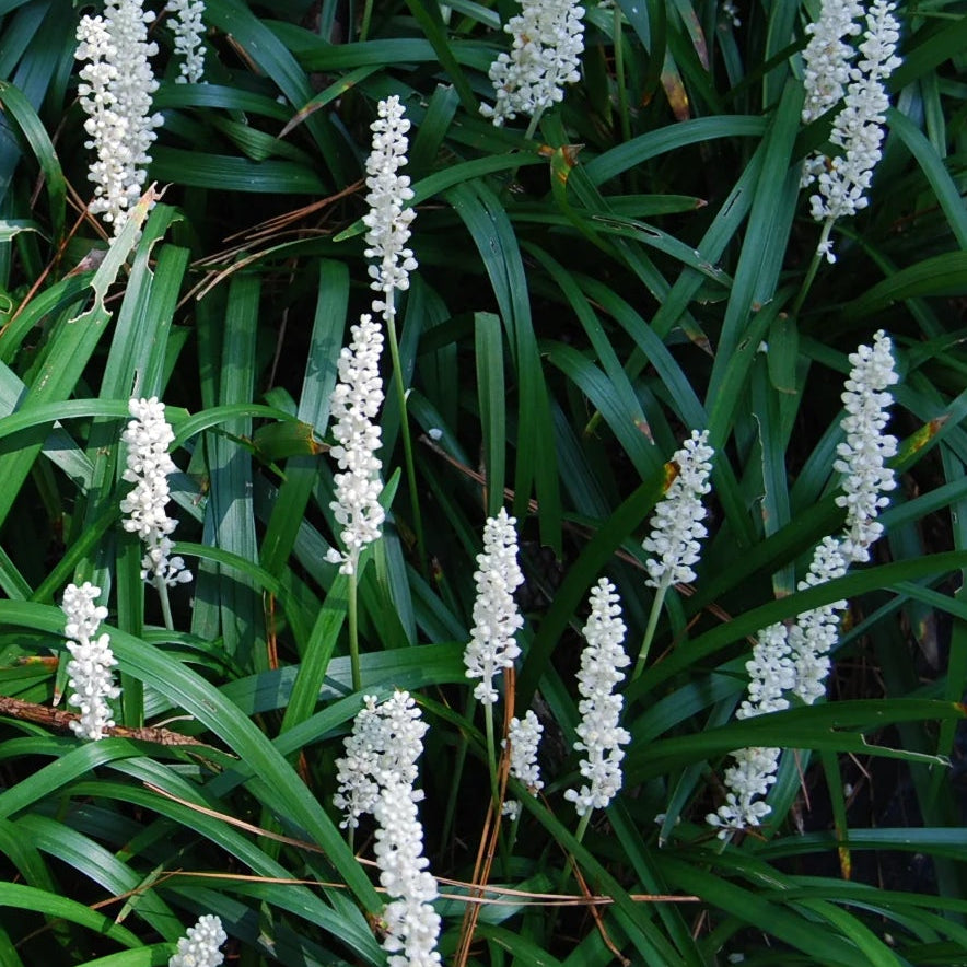 Bilde av Liriope muscari 'Monroe White'-Spanne Plantesalg