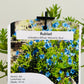 Bilde av Lithodora d. 'Heavenly Blue'-Spanne Plantesalg