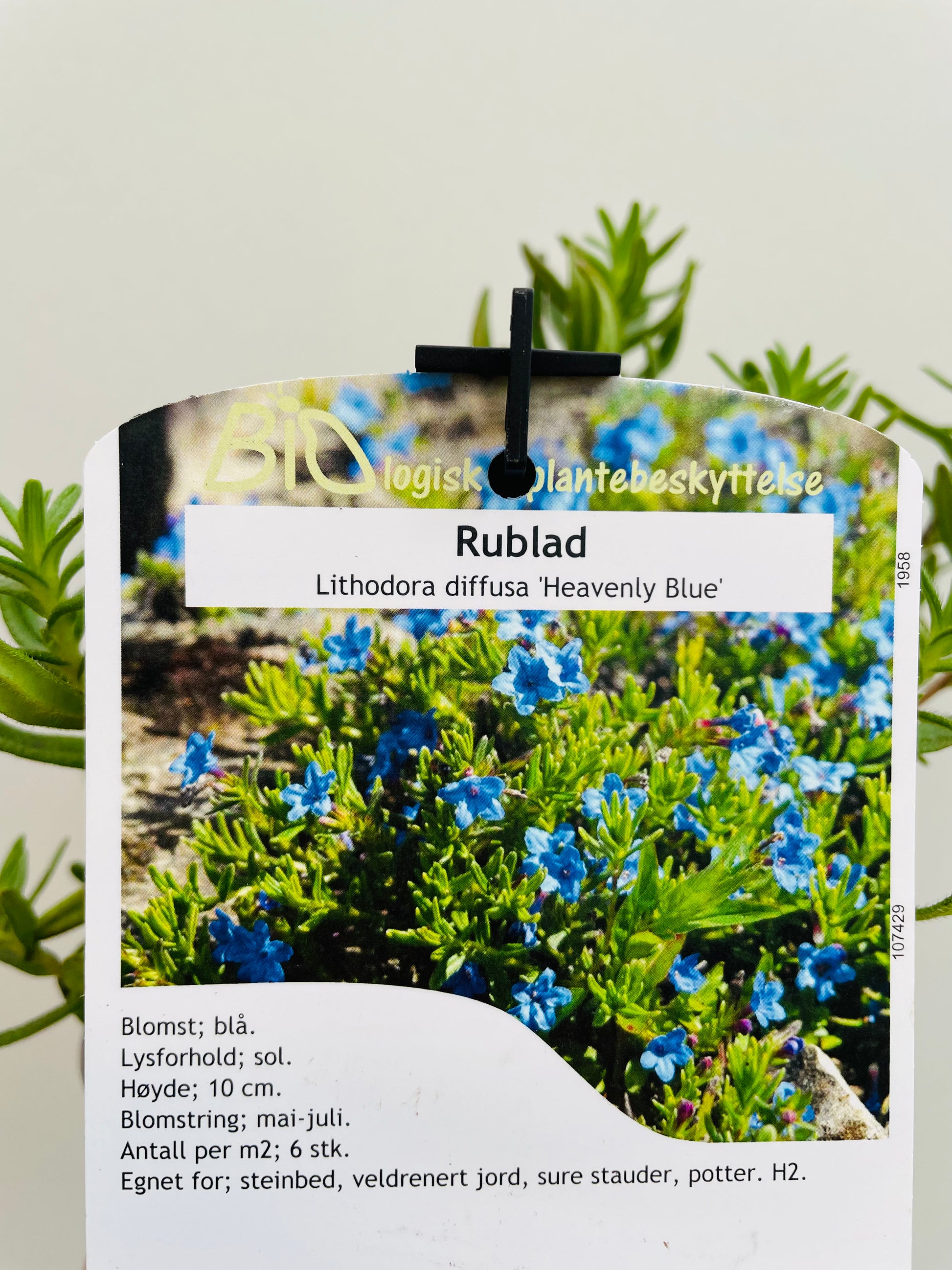 Bilde av Lithodora d. 'Heavenly Blue'-Spanne Plantesalg