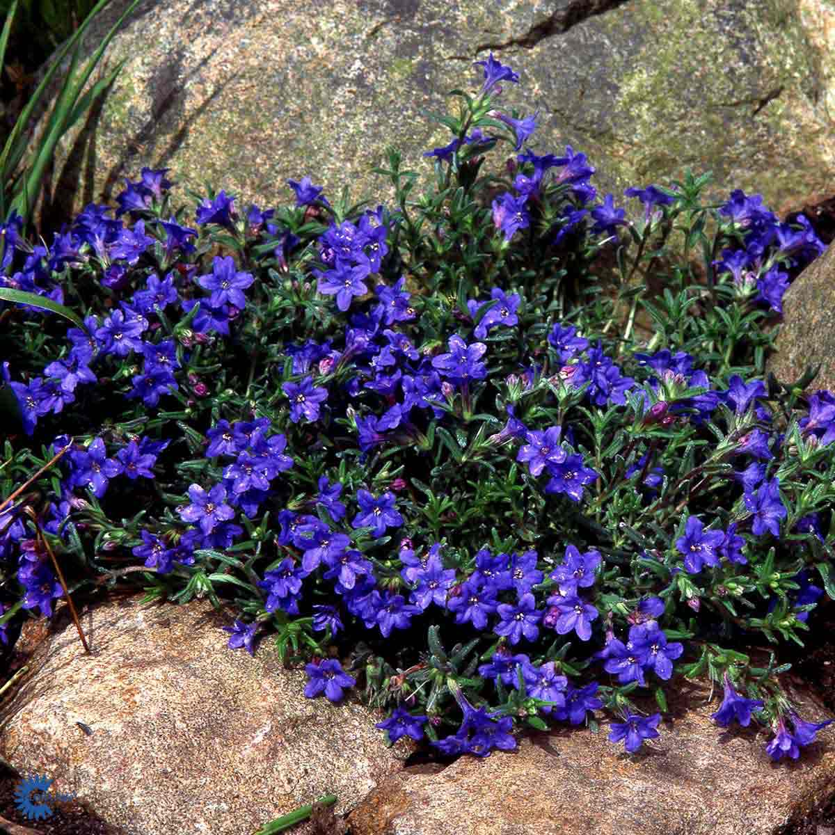 Bilde av Lithodora d. 'Heavenly Blue'-Spanne Plantesalg