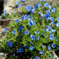 Bilde av Lithodora d. 'Heavenly Blue'-Spanne Plantesalg