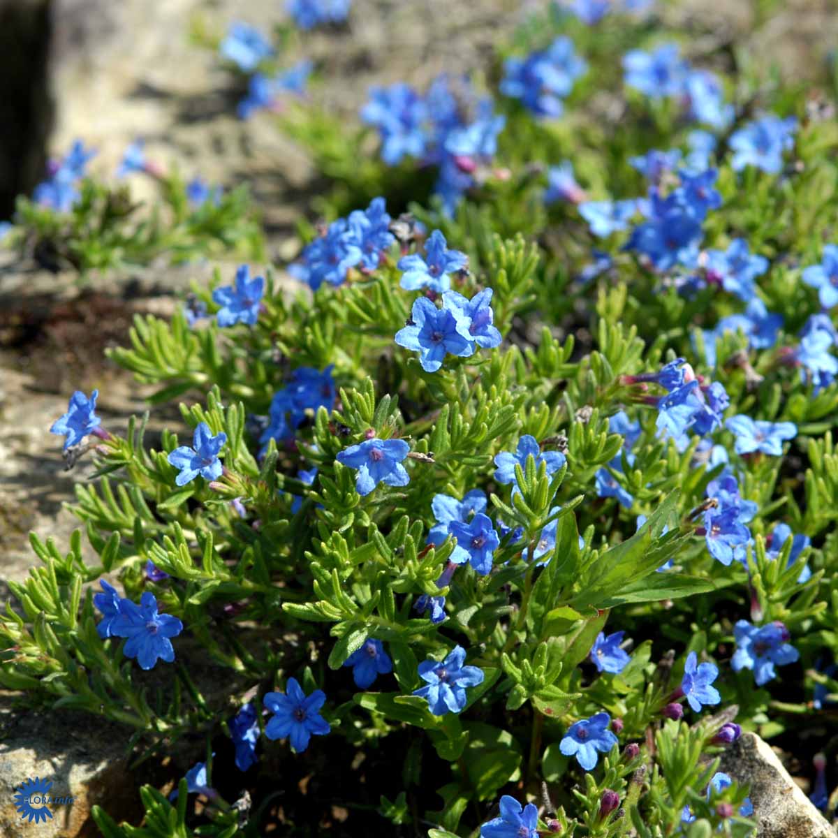 Bilde av Lithodora d. 'Heavenly Blue'-Spanne Plantesalg