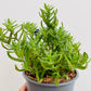 Bilde av Lithodora d. 'Heavenly Blue'-Spanne Plantesalg