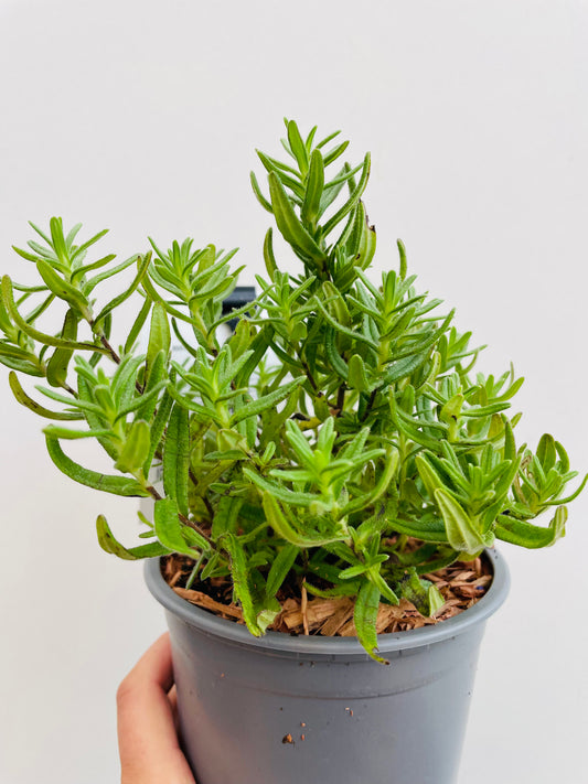 Bilde av Lithodora d. 'Heavenly Blue'-Spanne Plantesalg