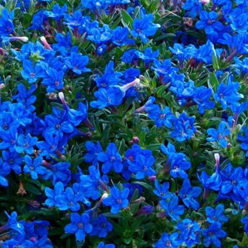 Bilde av Lithodora d. 'Grace Ward'-Spanne Plantesalg