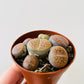 Bilde av Lithops 1-Spanne Plantesalg