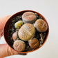 Bilde av Lithops 1-Spanne Plantesalg