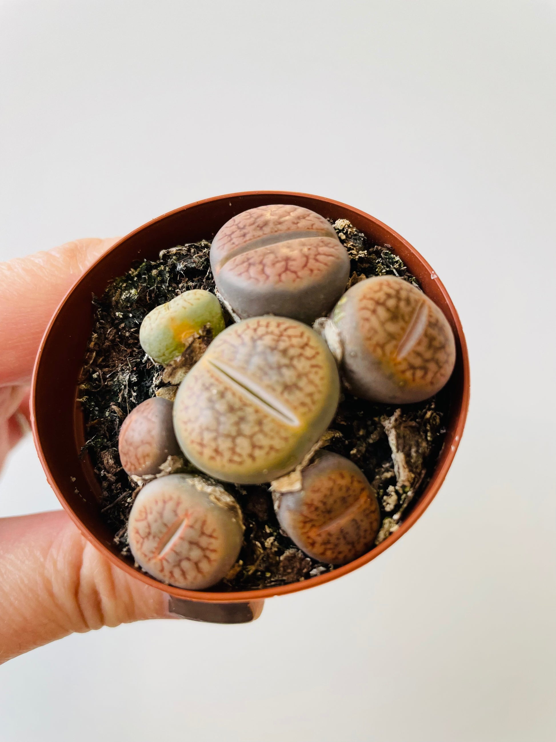 Bilde av Lithops 1-Spanne Plantesalg