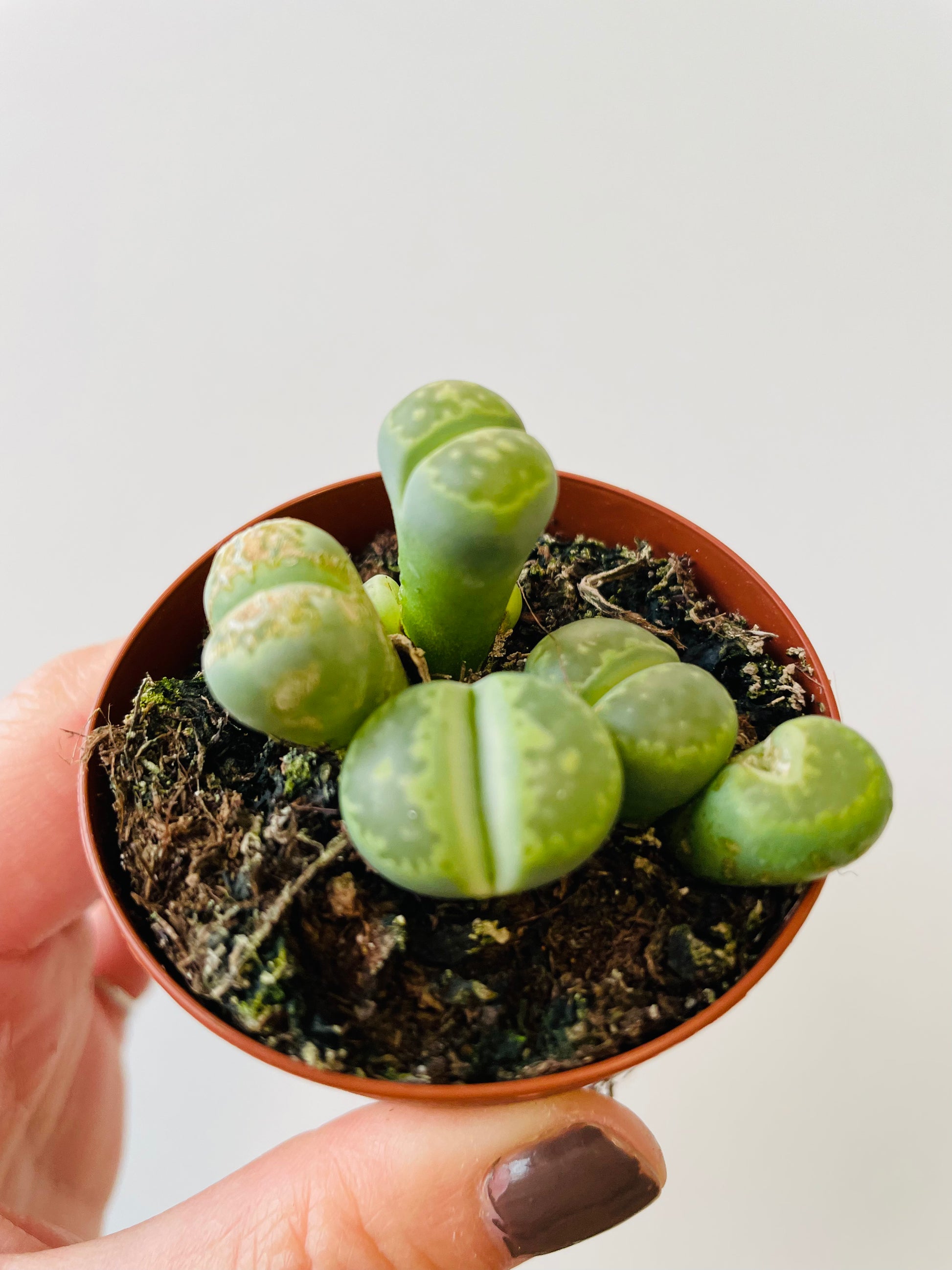 Bilde av Lithops 2-Spanne Plantesalg