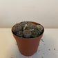 Lithops