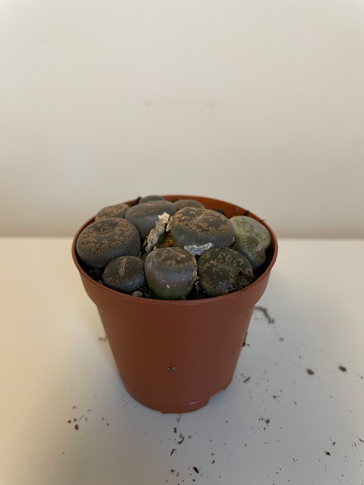 Lithops