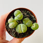 Bilde av Lithops 2-Spanne Plantesalg
