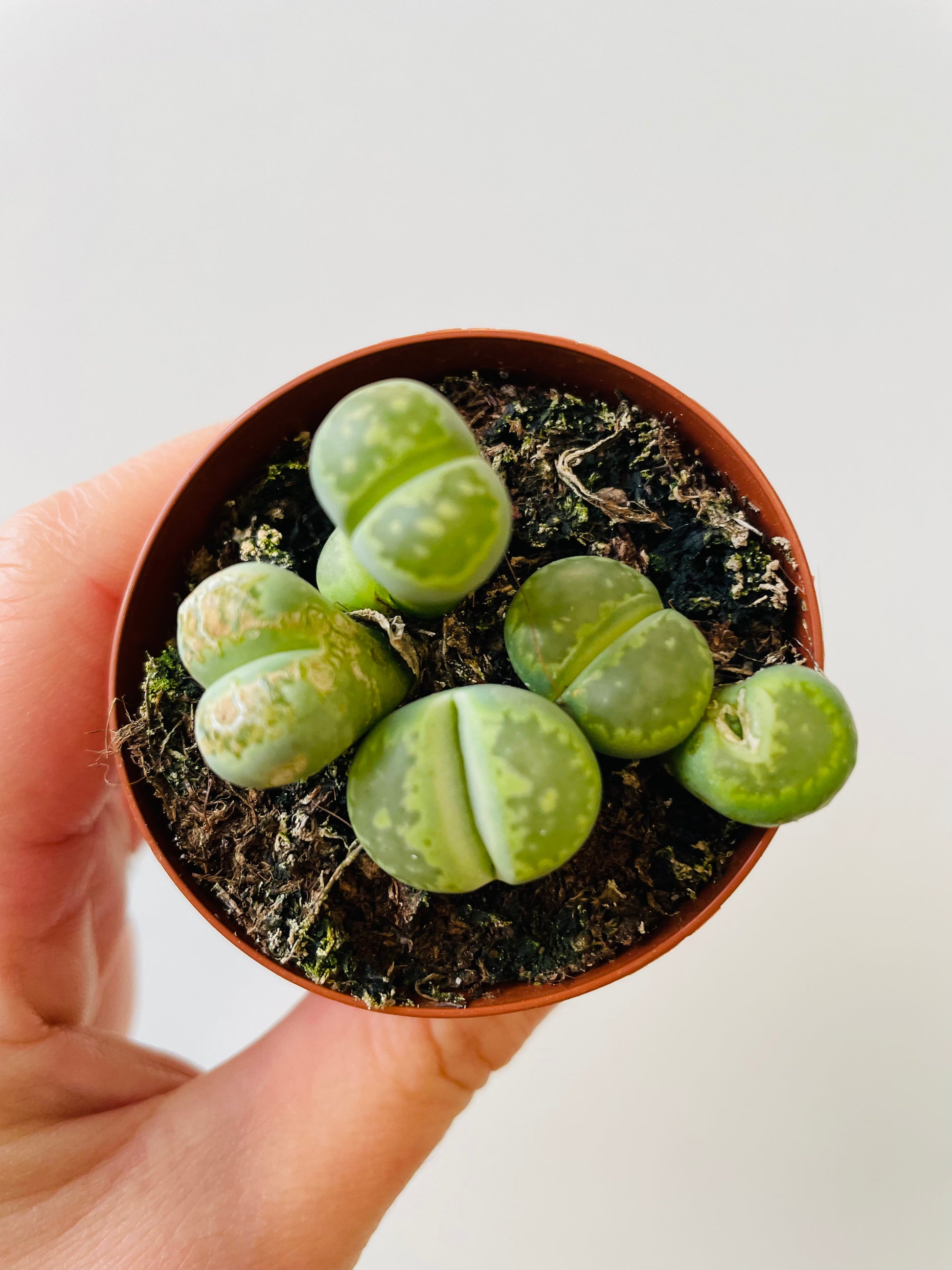 Bilde av Lithops 2-Spanne Plantesalg