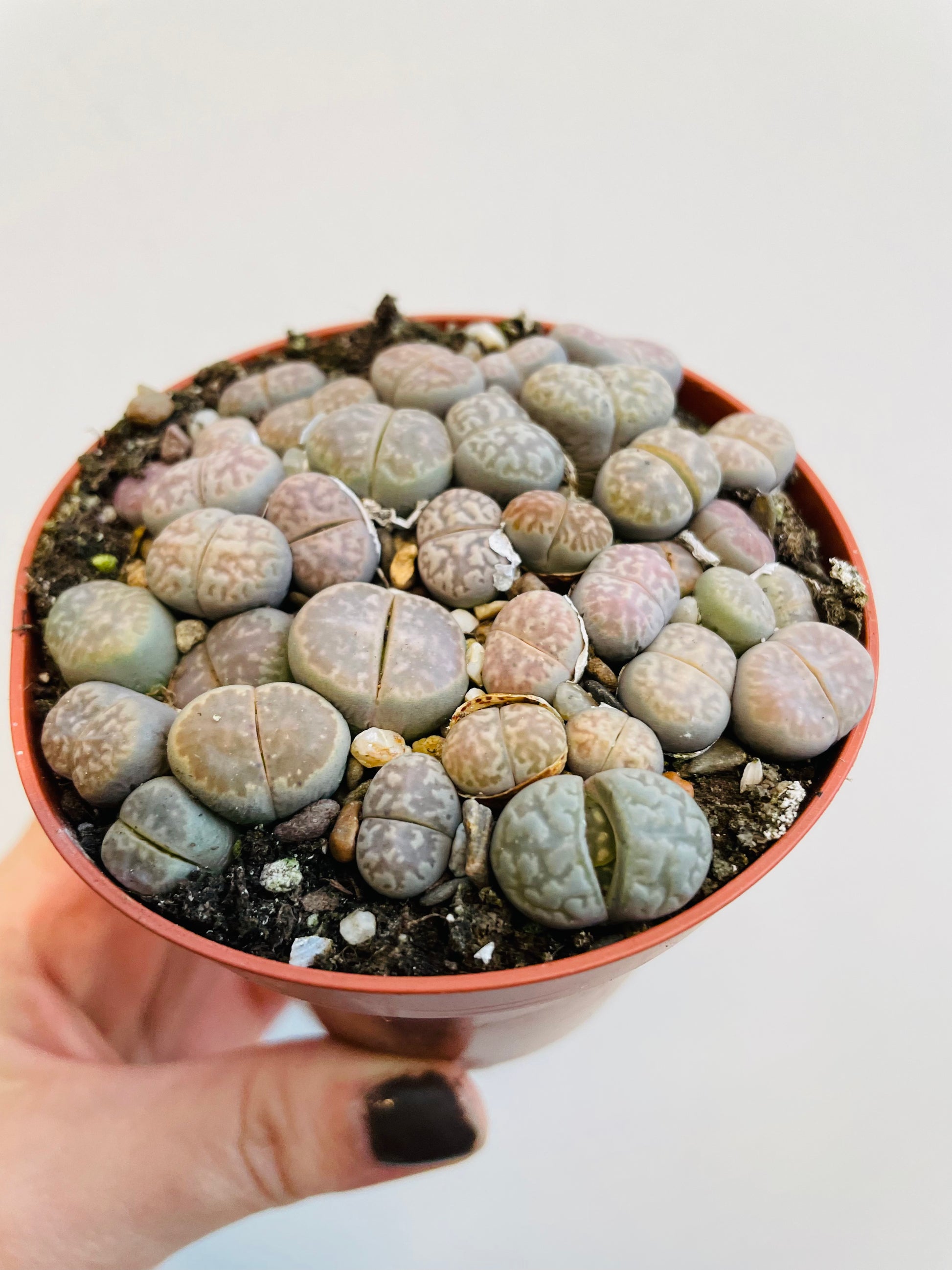 Bilde av Lithops hybrider-Spanne Plantesalg