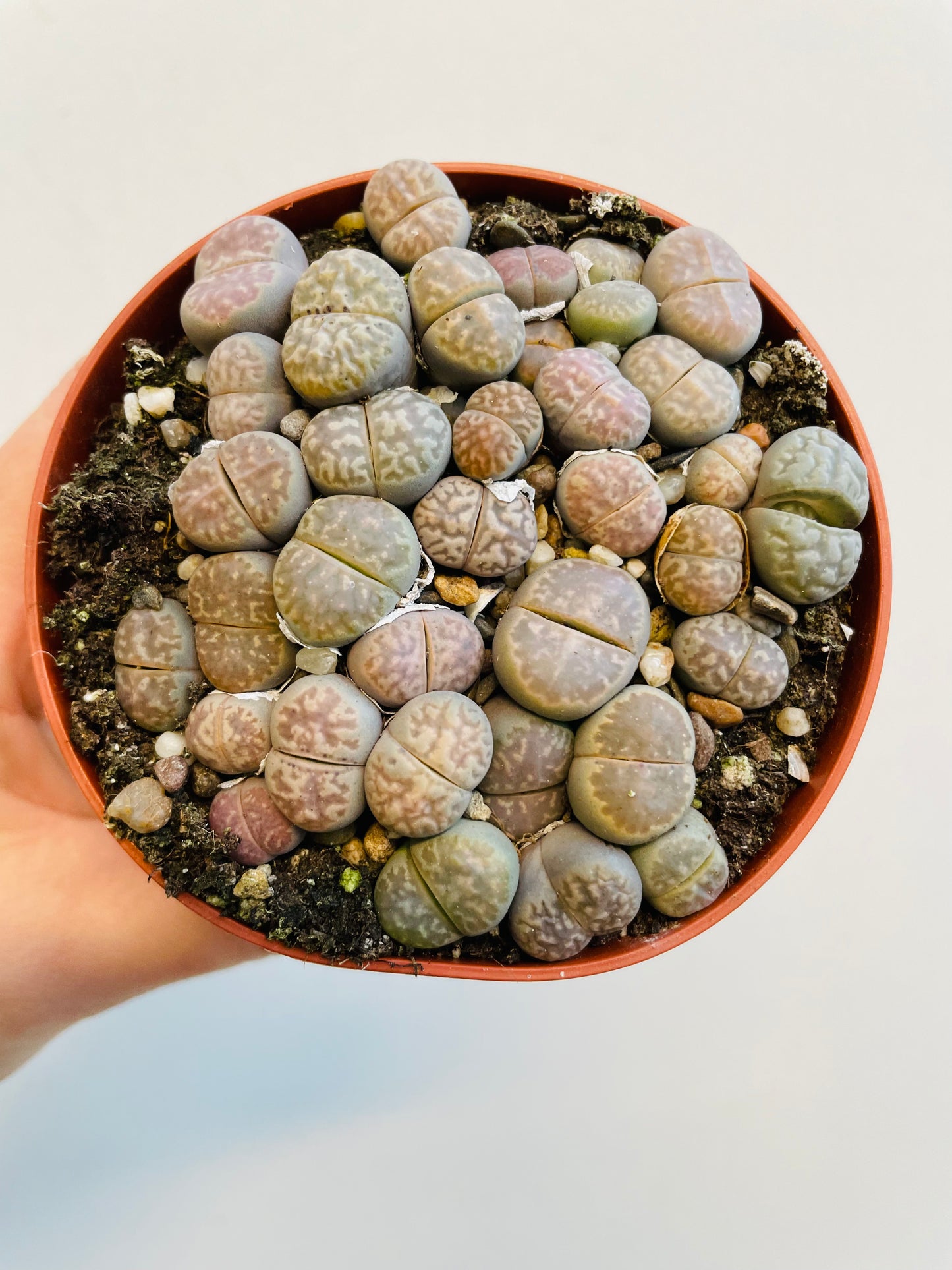 Bilde av Lithops hybrider-Spanne Plantesalg