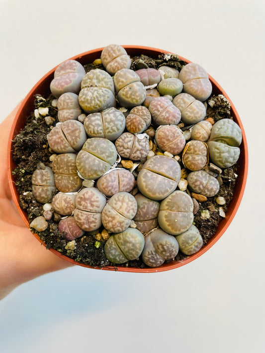 Bilde av Lithops hybrider-Spanne Plantesalg