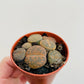 Bilde av Lithops lesliei-Spanne Plantesalg