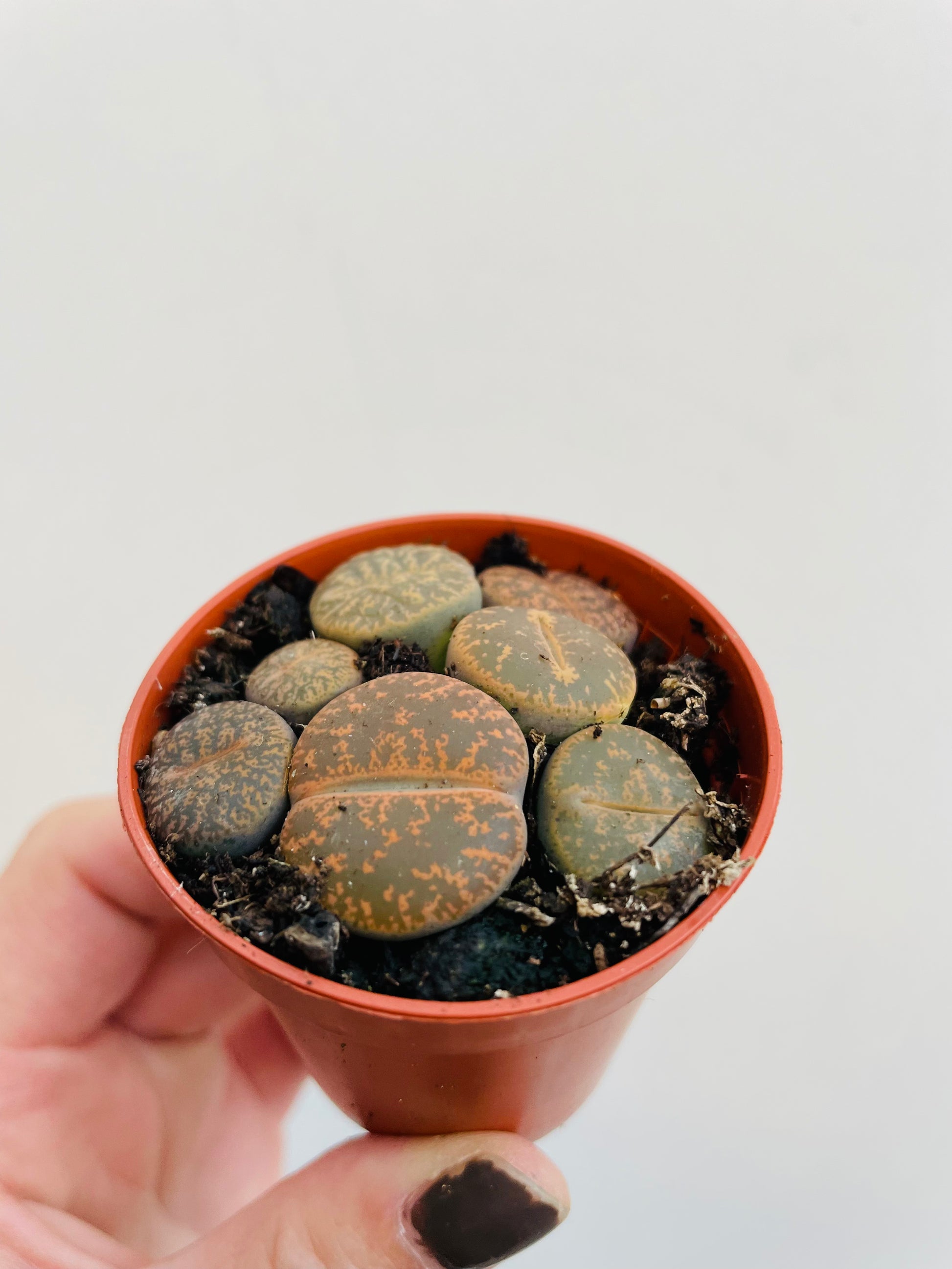 Bilde av Lithops lesliei-Spanne Plantesalg