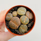 Bilde av Lithops lesliei-Spanne Plantesalg