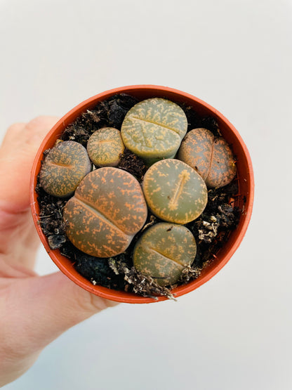 Bilde av Lithops lesliei-Spanne Plantesalg