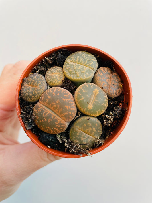 Bilde av Lithops lesliei-Spanne Plantesalg