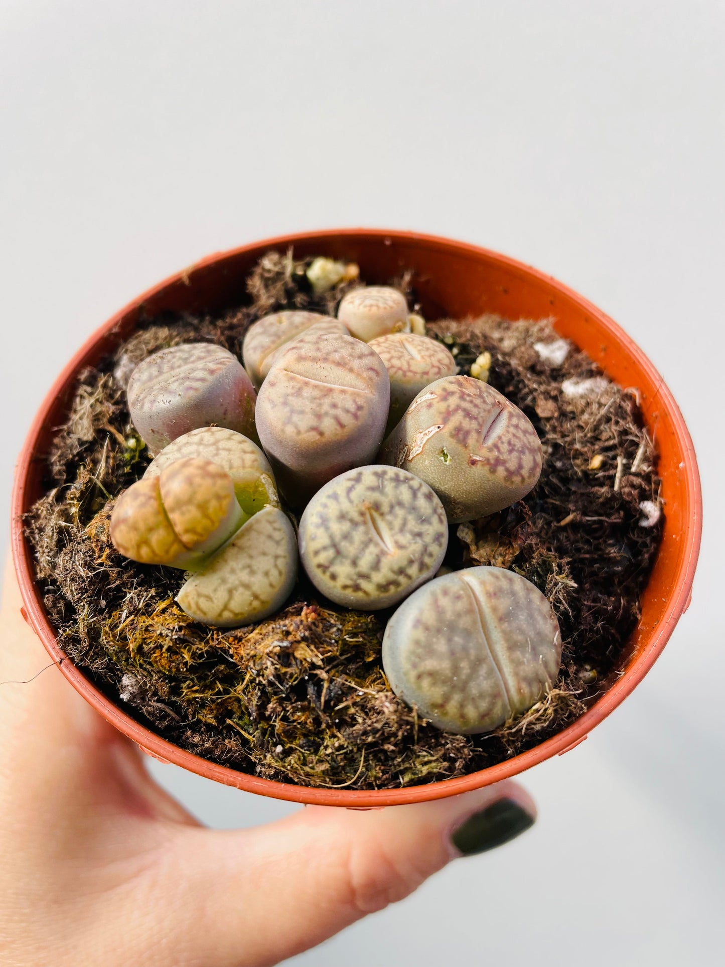 Bilde av Lithops ‘Levende steiner’-Spanne Plantesalg