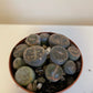 Lithops