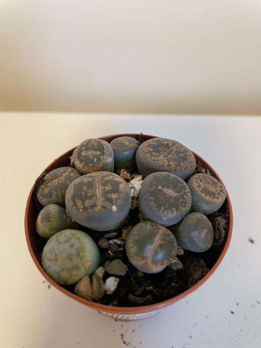 Lithops