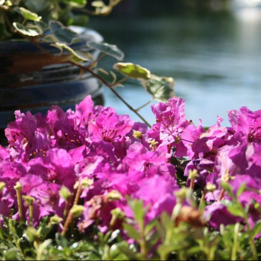 Bilde av Rhododendron lep. 'Kelet. 'Radic. Milde'-Spanne Plantesalg