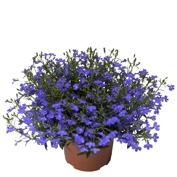 Bilde av Lobelia erinus Laguna® Trailing Dark Blue Pris pr 2 stk-Spanne Plantesalg