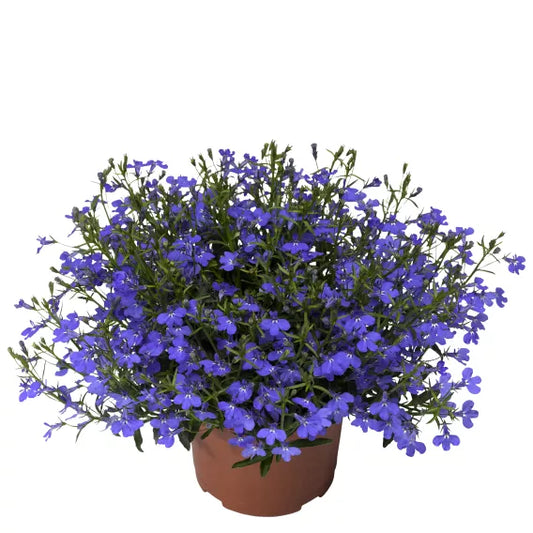 Bilde av Lobelia erinus Laguna® Trailing Dark Blue Pris pr 2 stk-Spanne Plantesalg