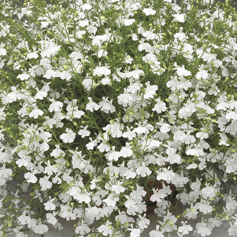 Bilde av Lobelia erinus Laguna® Trailing White Pris pr 2 stk-Spanne Plantesalg