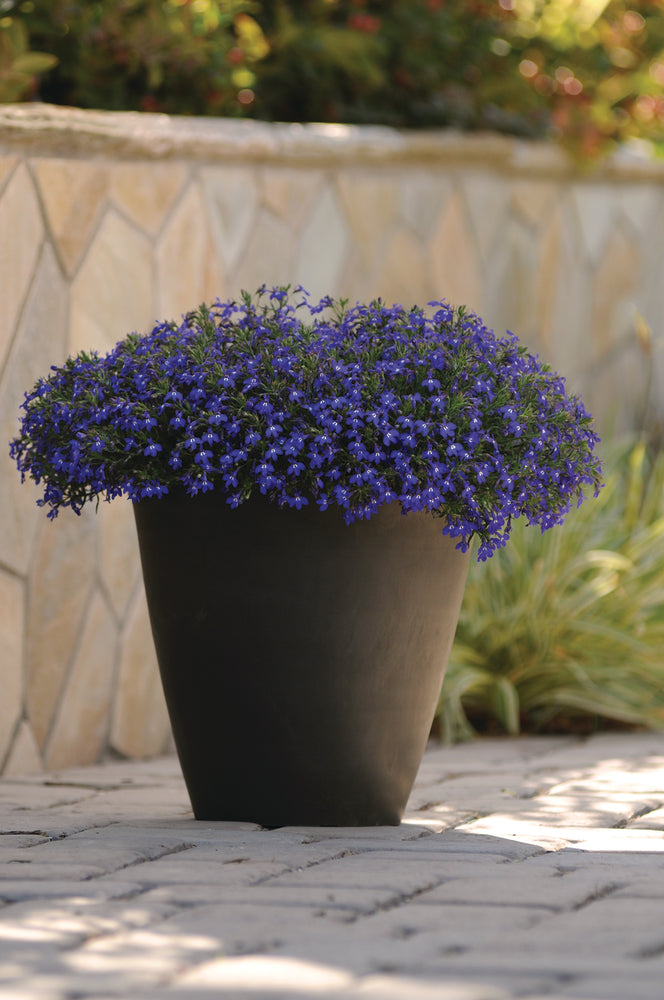 Bilde av Lobelia er. Sweet Springs Blue 3 st-Spanne Plantesalg