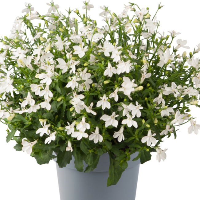 Bilde av Lobelia erinus Sweet Springs White lmpr.-Spanne Plantesalg