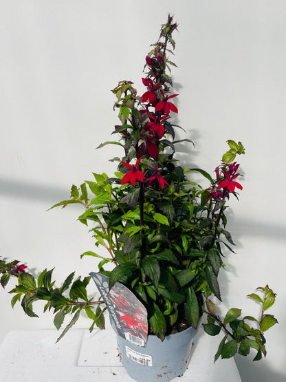 LOBELIA SPECIOSA