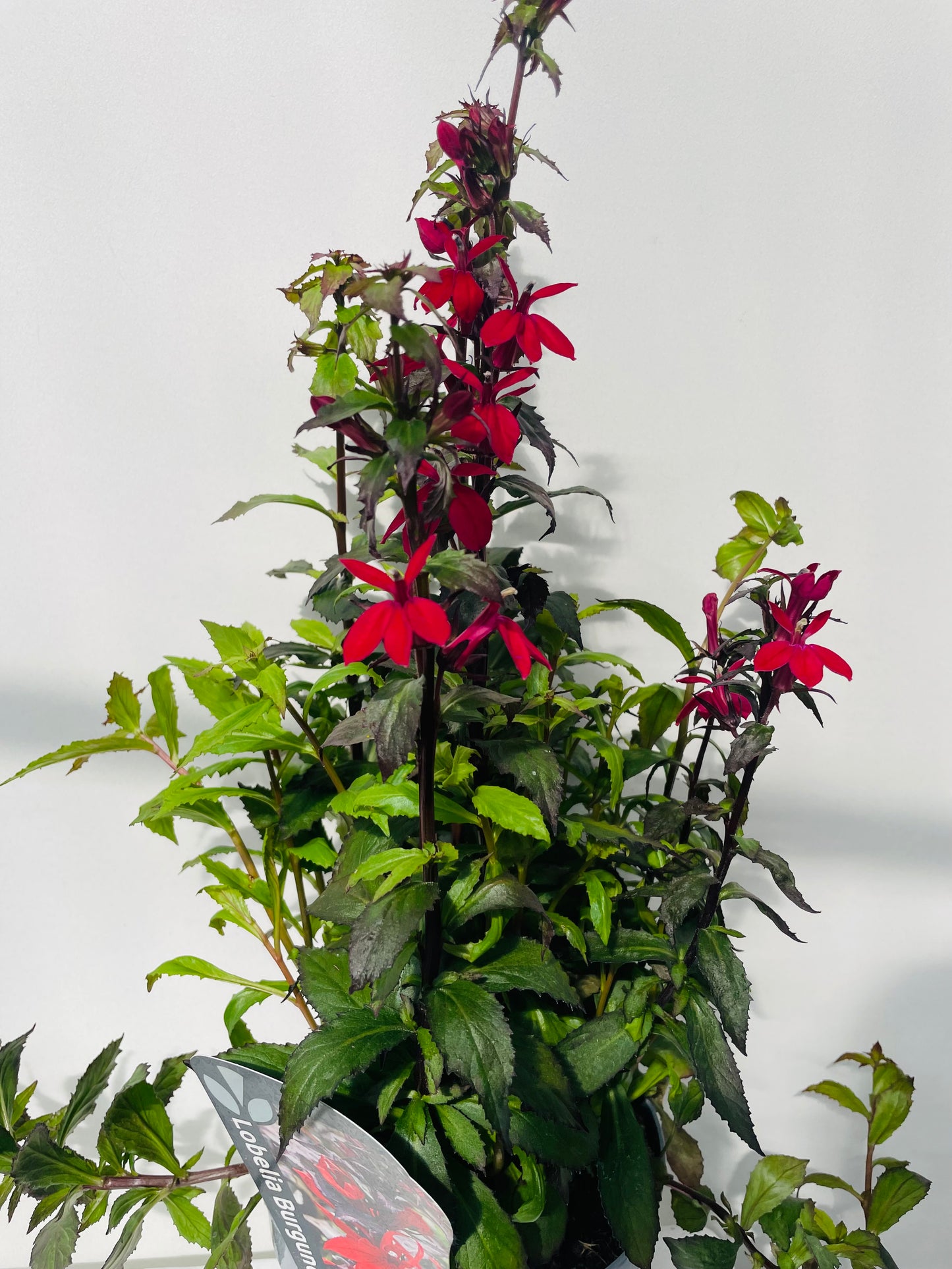 LOBELIA SPECIOSA