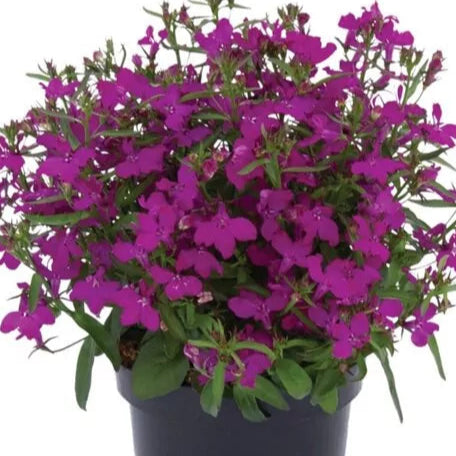 Bilde av Lobelia erinus Sweet Springs Purple , 2 For 79,90-Spanne Plantesalg