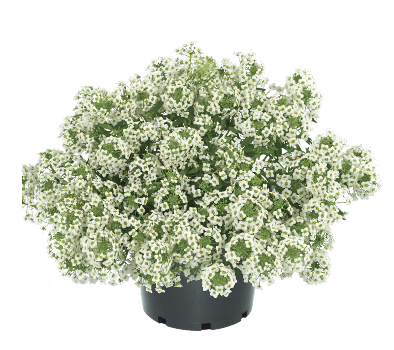 Bilde av Lobularia Stream™ White-Spanne Plantesalg