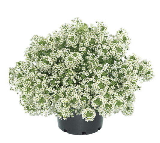 Bilde av Lobularia Stream™ White-Spanne Plantesalg