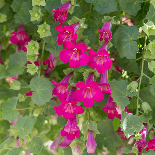 Bilde av Lophospermum eru. Lofos Comp. Pink-Spanne Plantesalg