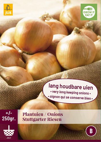 Bilde av Setteløk Stuttgarter Riesen-Spanne Plantesalg