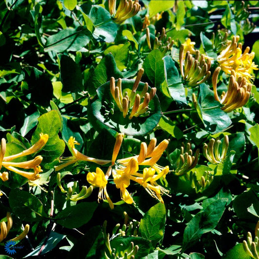 Bilde av Lonicera caprifolium-Spanne Plantesalg