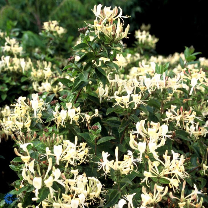 Bilde av Lonicera 'Honey Baby'-Spanne Plantesalg