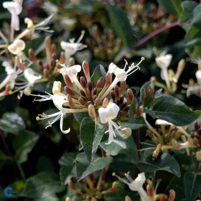 Bilde av Lonicera 'Honey Baby'-Spanne Plantesalg